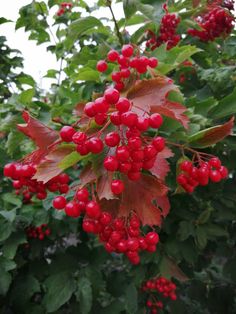 red berries are hanging from the branches of a tree