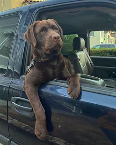 a brown dog sitting in the back of a blue truck with its paws on the window