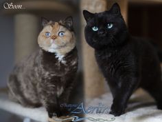 two cats sitting next to each other on a table