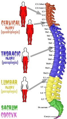 an image of a diagram of the human body