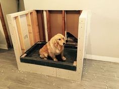 a dog is sitting in an unfinished room