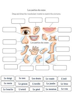 a diagram showing the different parts of an object in french, including hands and fingers