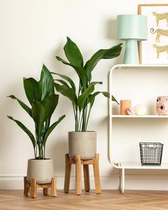 three potted plants sit on small wooden stools in front of a white wall