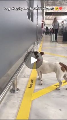 a dog standing next to a yellow line in an airport