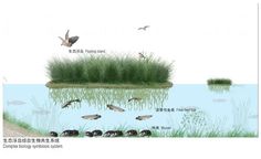 an image of birds flying over the water and plants in the pond with grass growing on it