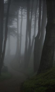 foggy forest with trees and path in foreground