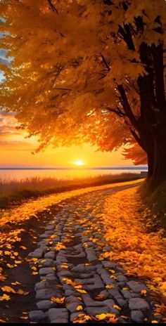 the sun is setting on an autumn day with leaves covering the ground and trees lining the path