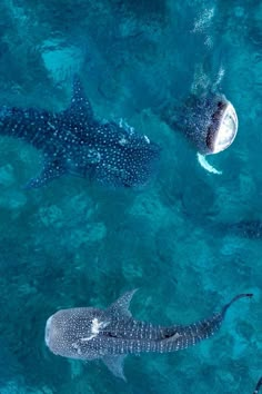 two large fish swimming next to each other in the water near a boat on the ocean