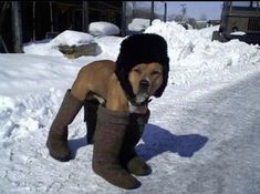 a dog wearing a hat and boots in the snow