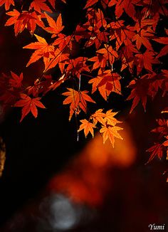 red leaves are hanging from the branches of a tree in front of a dark background