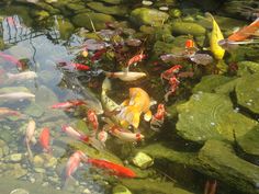 a pond filled with lots of different colored fish