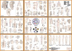 wwww.natural-health-zone.com - Body Meridians Book and Acu-Points Charts Pericardium Meridian, Meridian Clock, Gallbladder Meridian, Pressure Points Chart, Spleen Meridian, Stomach Meridian, Lung Meridian, Body Meridians, Liver Meridian