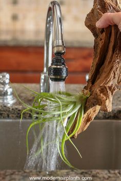 a person is washing plants in a kitchen sink with water running from the faucet