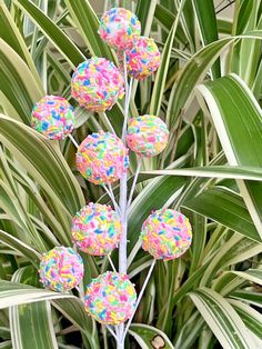 some sprinkle covered donuts are on a stick in front of a plant