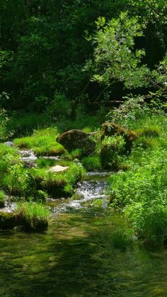 a stream running through a lush green forest filled with lots of trees and grass covered rocks