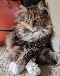 a fluffy cat sitting on the floor next to a pillow