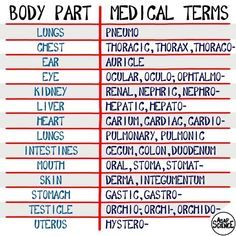 the body part medical terms are shown in red and blue text on a white background