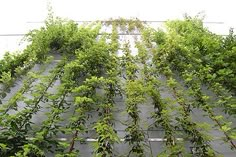 an image of plants growing on the side of a building