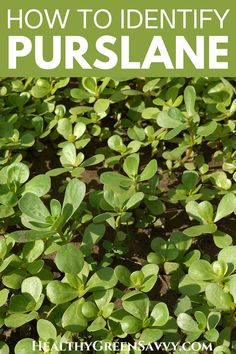 green plants with the title how to identify purslane