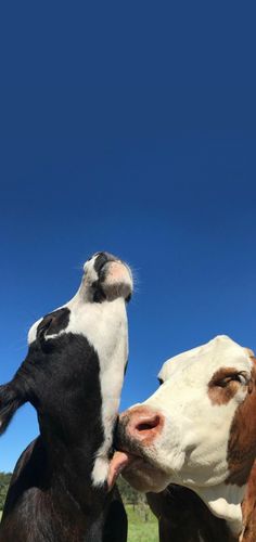 two cows standing next to each other in a field with their heads touching noses together