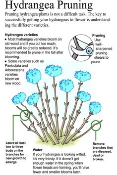 an info sheet with instructions on how to use hydrangea pruning