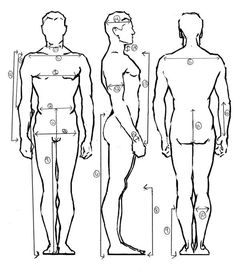 the diagram shows how to measure an individual's body and head, with measurements for each