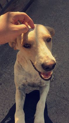 a dog sitting on top of a skateboard being petted by someone's hand