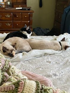 two cats laying on top of a bed next to each other in front of a dresser