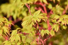 closeup of green and red leaves on a tree