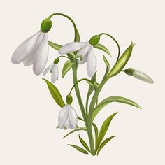 a painting of white flowers with green stems and buds on a light background, in the center is an illustration of snowdrops