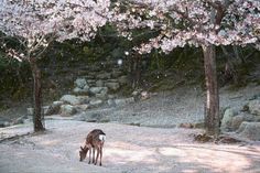 two deer standing in the snow next to trees with pink flowers on it's branches