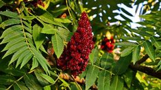 the red flowers are growing on the tree