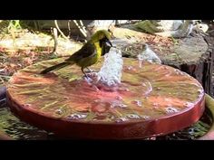 a bird is drinking water from a fountain