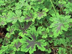 green leaves are growing in the grass