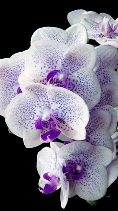 purple and white orchids on a black background