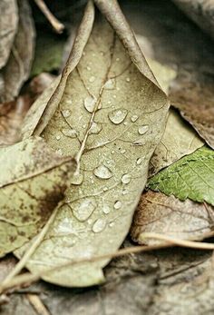 a leaf with water droplets on it laying on the ground next to leaves and rocks