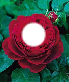 a large red flower with green leaves around it and a white circle in the center