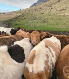 a herd of cattle standing on top of a lush green field next to a hillside