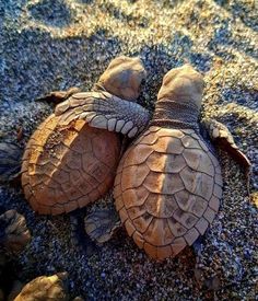 two baby sea turtles are laying on the sand