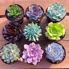 there are many different types of succulents in the pots