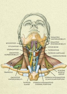 an image of the back of a man's head with muscles labeled in it