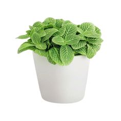 a white potted plant with green leaves on the top and bottom, against a white background