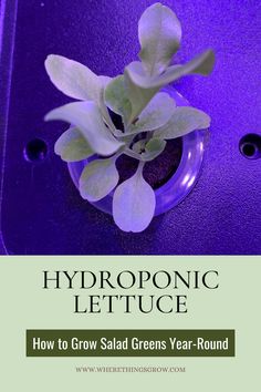 Hydroponic Lettuce: How to Grow Salad Greens Year-Round Hydroponic Lettuce, Gardening Tomatoes, Hydroponic Garden, Indoor Farming, Whimsical Garden Art, Salad Greens, Herb Gardening, Hydroponic Growing, Cozy Backyard