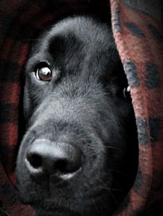 a close up of a black dog with a red blanket around it's head