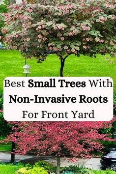 the best small trees with non - invasive roots for front yard