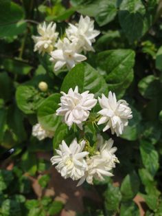 some white flowers and green leaves in the sun