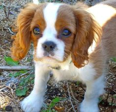 a small brown and white dog standing on top of grass