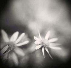 black and white photograph of three flowers