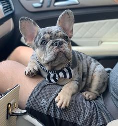 a small dog sitting on the arm of a person in a car