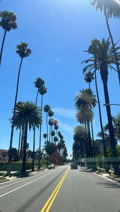 palm trees line the street in front of a blue sky